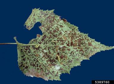 birch skeletonizer (Bucculatrix canadensisella ) on yellow birch (Betula alleghaniensis ) - 5389760