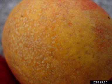 ozone (  ) on nectarine (Prunus persica var. nucipersica) - 5389785