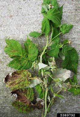 raspberry leaf spot (Sphaerulina rubi ) on cane fruit (blackberry, raspberry) (Rubus spp. ) - 5389792