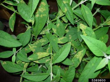 downy mildew (Peronospora hariotii ) on butterflybush (Buddleja davidii ) - 5389800