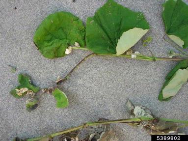 Phomopsis cane and leaf spot (Phomopsis viticola ) on grape (Vitis spp. ) - 5389802
