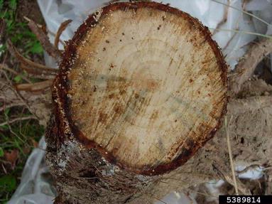 Leptographium root disease (Leptographium procerum ) on eastern white pine (Pinus strobus ) - 5389814