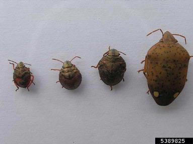 stink bug (Solenostethium lynceum ) on almond (Prunus dulcis ) - 5389825