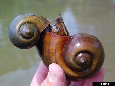 island applesnail, Pomacea maculata  (Architaenioglossa: Ampullariidae) - 5389858