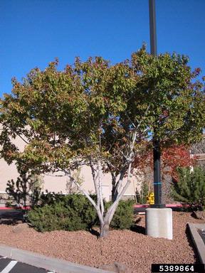 Amur maple, Acer ginnala  (Sapindales: Aceraceae) - 5389864