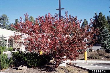 Amur maple, Acer ginnala  (Sapindales: Aceraceae) - 5389874