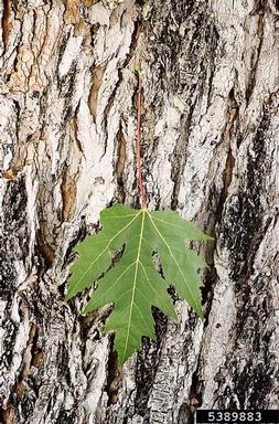 silver maple, Acer saccharinum  (Sapindales: Aceraceae) - 5389883