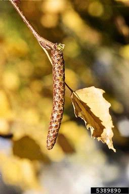 European white birch, Betula pendula  (Fagales: Betulaceae) - 5389890