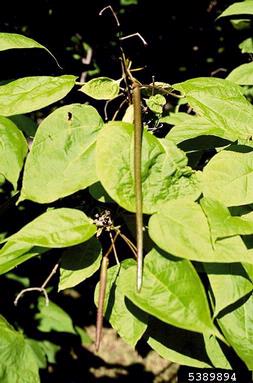 northern catalpa, Catalpa speciosa  (Scrophulariales: Bignoniaceae) - 5389894