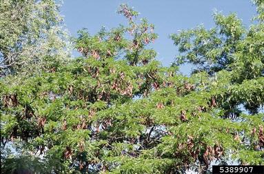 honeylocust, Gleditsia triacanthos  (Fabales: Fabaceae (Leguminosae)) - 5389907