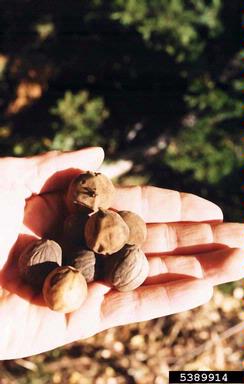 Arizona walnut, Juglans major  (Juglandales: Juglandaceae) - 5389914