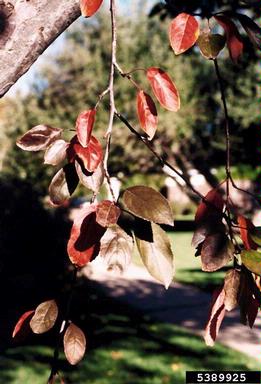 crabapple and apple, Malus spp.  (Rosales: Rosaceae) - 5389925