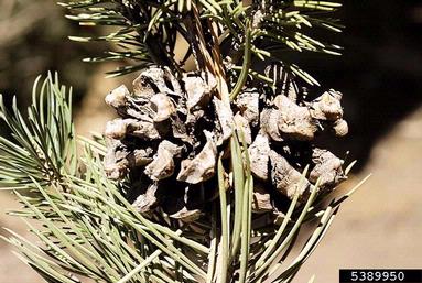two needle pinyon, Pinus edulis  (Pinales: Pinaceae) - 5389950
