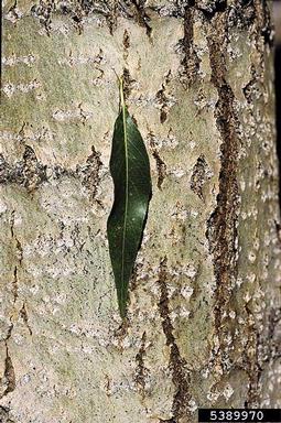 aspen/poplar, Populus spp.  (Salicales: Salicaceae) - 5389970