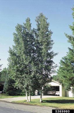 quaking aspen, Populus tremuloides  (Salicales: Salicaceae) - 5389980