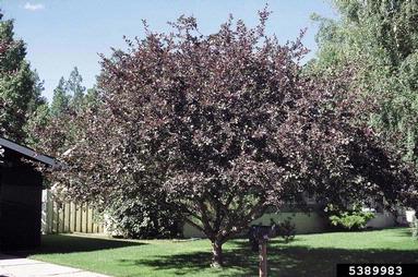 cherry plum, Prunus cerasifera  (Rosales: Rosaceae) - 5389983