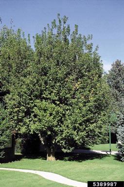 European bird cherry, Prunus padus  (Rosales: Rosaceae) - 5389987