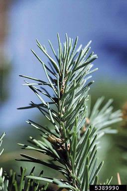 Douglas-fir, Pseudotsuga menziesii  (Pinales: Pinaceae) - 5389990