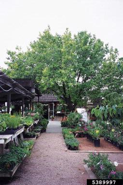 Callery pear (Bradford pear), Pyrus calleryana  (Rosales: Rosaceae) - 5389997