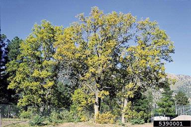 Gambel oak, Quercus gambelii  (Fagales: Fagaceae) - 5390001