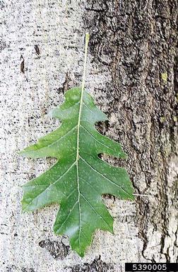 northern red oak, Quercus rubra  (Fagales: Fagaceae) - 5390005