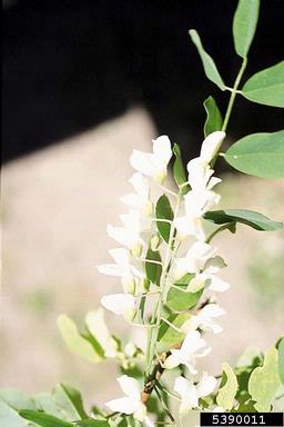 black locust, Robinia pseudoacacia  (Fabales: Fabaceae (Leguminosae)) - 5390011