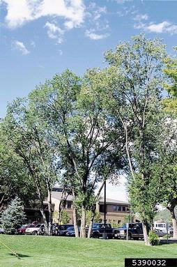 Siberian elm, Ulmus pumila  (Urticales: Ulmaceae) - 5390032