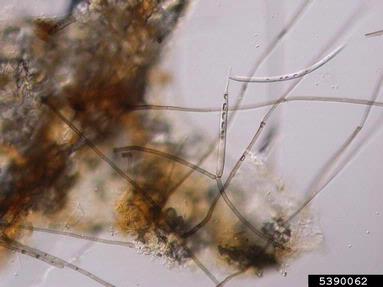 Corynespora blight, Corynespora cassiicola  (Incertae sedis: Corynesporascaceae) - 5390062