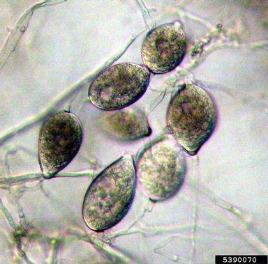 leaf blight of taro, Phytophthora colocasiae  (Peronosporales: Peronosporaceae) - 5390070