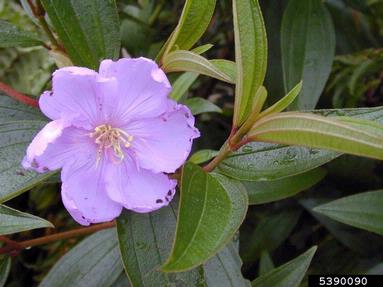 red melastome, Melastoma sanguineum  (Myrtales: Melastomataceae) - 5390090