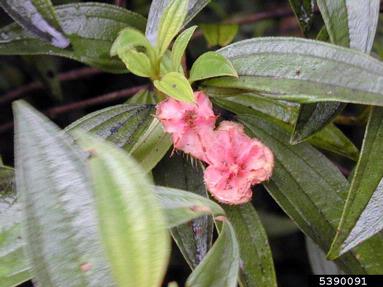 red melastome, Melastoma sanguineum  (Myrtales: Melastomataceae) - 5390091