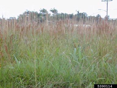 Colombian bluestem, Schizachyrium condensatum  (Cyperales: Poaceae) - 5390114