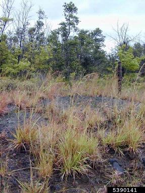 jaraguagrass, Hyparrhenia rufa  (Cyperales: Poaceae) - 5390141