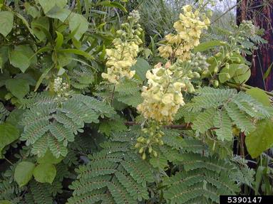 shoofly, Caesalpinia decapetala  (Fabales: Fabaceae (Leguminosae)) - 5390147