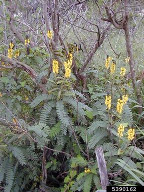 African senna, Senna didymobotrya  (Fabales: Fabaceae (Leguminosae)) - 5390162