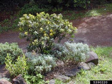'ohi'a lehua, Metrosideros polymorpha  (Myrtales: Myrtaceae) - 5390220