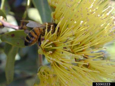 'ohi'a lehua, Metrosideros polymorpha  (Myrtales: Myrtaceae) - 5390223