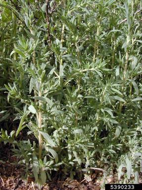 fivehook bassia, Bassia hyssopifolia  (Caryophyllales: Chenopodiaceae) - 5390233