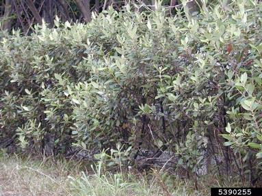rose myrtle, Rhodomyrtus tomentosa  (Myrtales: Myrtaceae) - 5390255
