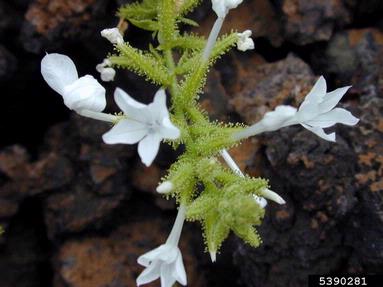 wild leadwort, Plumbago zeylanica  (Plumbaginales: Plumbaginaceae) - 5390281