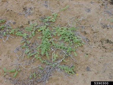 Kure Atoll nehe, Lipochaeta integrifolia  (Asterales: Asteraceae) - 5390300