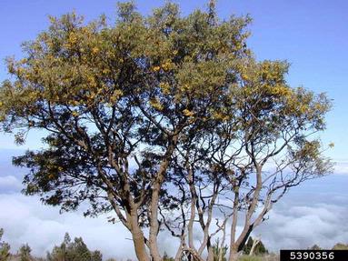 mamani, Sophora chrysophylla  (Fabales: Fabaceae (Leguminosae)) - 5390356
