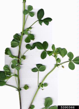 California burclover, Medicago polymorpha  (Fabales: Fabaceae (Leguminosae)) - 5390366