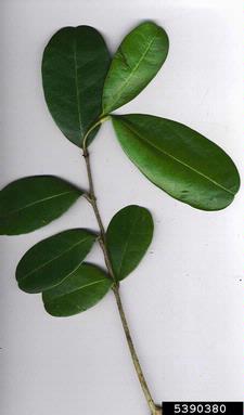 Madagascar olive, Noronhia emarginata  (Scrophulariales: Oleaceae) - 5390380