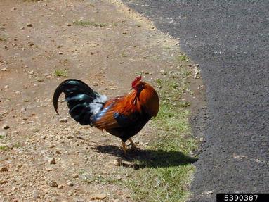 chicken (domestic), Gallus gallus (domestic type) (Galliformes: Phasianidae) - 5390387
