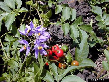 Brazilian nightshade, Solanum seaforthianum  (Solanales: Solanaceae) - 5390425