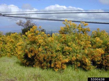 Canary Island St. Johnswort, Hypericum canariense  (Theales: Clusiaceae) - 5390438
