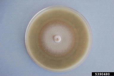 gray leaf spot (Magnaporthe grisea ) on Rice Leaf Agar (Fungal Selective Media  ) - 5390480