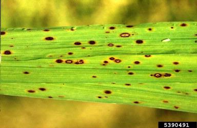 brown spot of rice (Cochliobolus miyabeanus ) on rice (Oryza sativa ) - 5390491