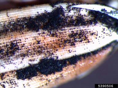kernel smut (Tilletia barclayana ) on rice (Oryza sativa ) - 5390506